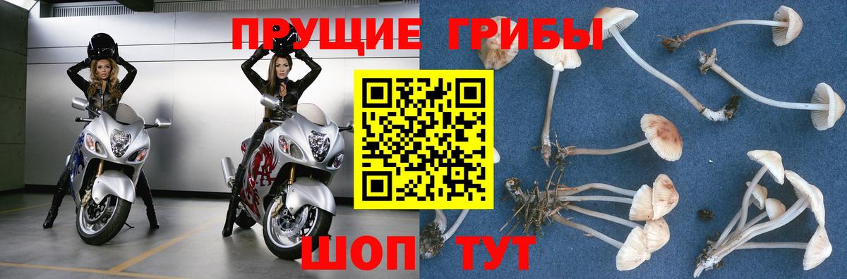 Псилоцибиновые грибы GOLDEN TEACHER Качканар
